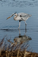 Ardea bird in the water