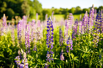 Obraz premium Sunset on a field covered with flowering lupines on summer day.
