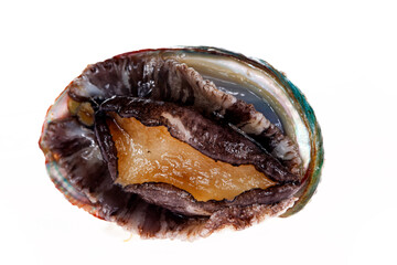Abalone shellfish on a white background