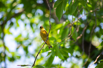 小枝に止まった小鳥