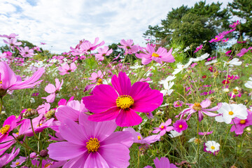 Obraz premium コスモス畑のピンクのコスモス