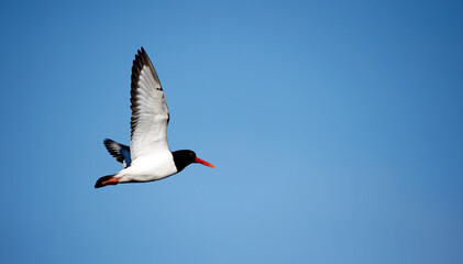 Oystercatchers along the coast