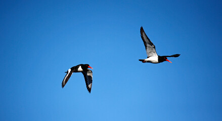 Oystercatchers along the coast