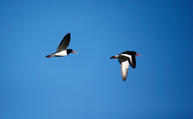 Oystercatchers along the coast