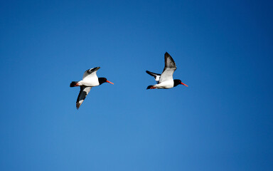 Oystercatchers along the coast