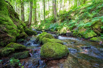 Camping im Schwarzwald