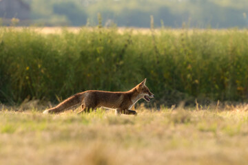 The red fox (Vulpes vulpes) is the largest of the true foxes and one of the most widely distributed members of the order Carnivora, being present across the entire Northern Hemisphere