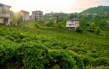 Fototapeta na wymiar Tea plantation in the evening sun. Rize city in Turkey