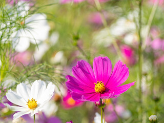 Obraz premium コスモス畑のピンクのコスモス