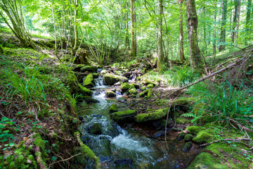 Fototapeta premium Camping im Schwarzwald