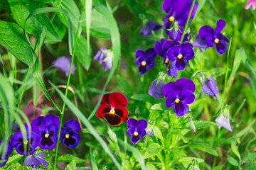 Colored pansies on the flowerbed in the garden