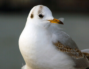 Seagulls sitting by the river bank