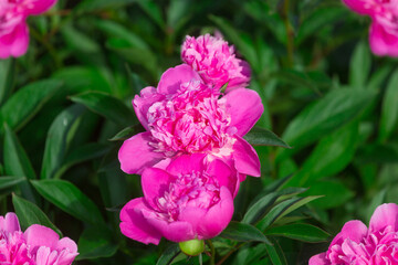 pink peonies on a flower bed in the garden