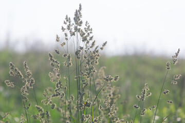 different herbs in the meadow in summer