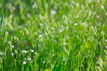 different herbs in the meadow in summer