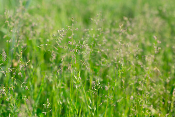 different herbs in the meadow in summer