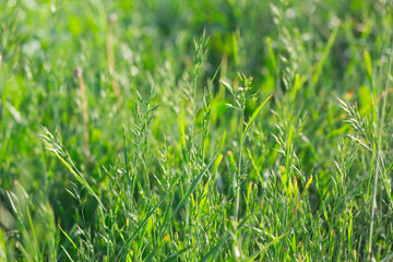 different herbs in the meadow in summer