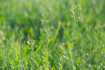 different herbs in the meadow in summer