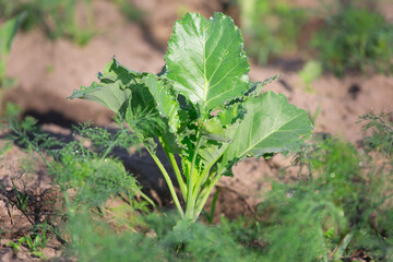 young cabbage in the beds in the garden