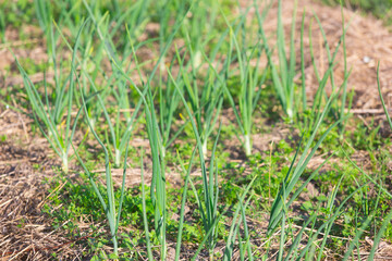 Green onions in the beds in the garden