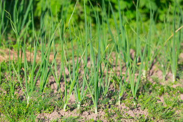 Green onions in the beds in the garden