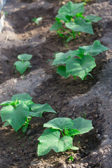 Young cucumbers in the garden
