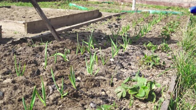 Caring for fresh growing green garlic in the garden in spring. Loosening the soil with a flat cutter