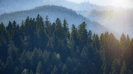 Amazing fog forest landscape view with firs in the morning sun in black forest background panorama