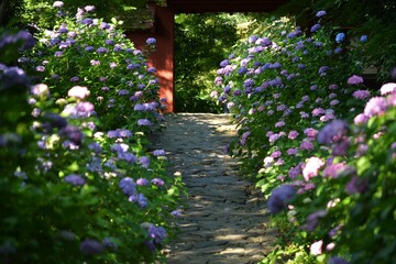 アジサイ紫陽花