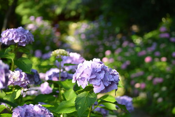 あじさい紫陽花
