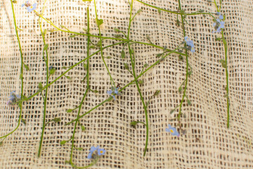 Obraz premium blue forget-me-nots on a linen background. Summer