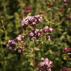 Origanum vulgare (oregano) in the garden. Organic, edible herbs, natural background.