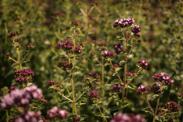 Origanum vulgare (oregano) in the garden. Organic, edible herbs, natural background.