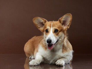 Portrait of a dog on a brown background. Smiling Corgi lies. Pet in the studio. For design