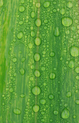 water droplets on leaves.