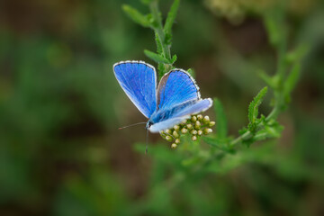 Blue butterfly Lycaenidae close-up on a wild flower. Polyommatus icarus is a beautiful blue-colored pigeon. A butterfly sits on a blurry green background of grass. Macro wildlife photography
