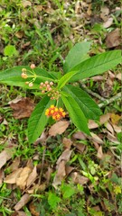 orange flower in the garden