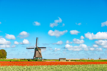 windmill with colorful tulipfields in the front in the Netherlands.