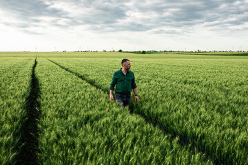 Farmer walking in wheat field examining crop.