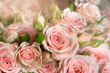 Bunch of fresh pink roses floral background