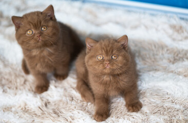 Süße Katzenbabys, Kitten, Britisch Kurzhaar imposant edel und selten.