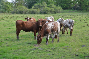 Fototapeta premium Cows in the Lake District