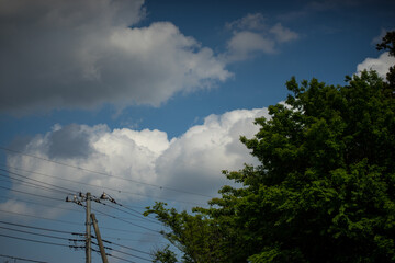 新緑と青空