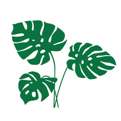 Tropical leaves monstera. Green silhouette of exotic plant. Vector illustration isolated on white background.