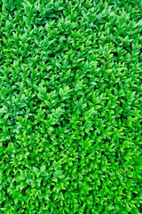 Natural green leaves wall background