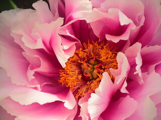 牡丹　岡寺　明日香村