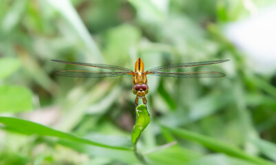dragonfly resting on a leaf