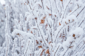 Snow and rime ice on the branches of bushes. Beautiful winter background with twigs covered with hoarfrost. Plants in the park are covered with hoar frost. Cold snowy weather. Cool frosting texture.
