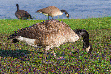 Canadian Brent (Branta canadensis) close-up on a sunny summer day. Finland