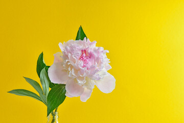 delicate pastel pink peony on a bright yellow background